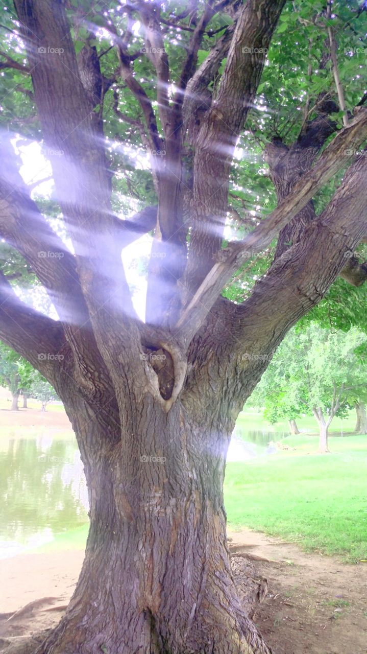 Sun rays thru Tree