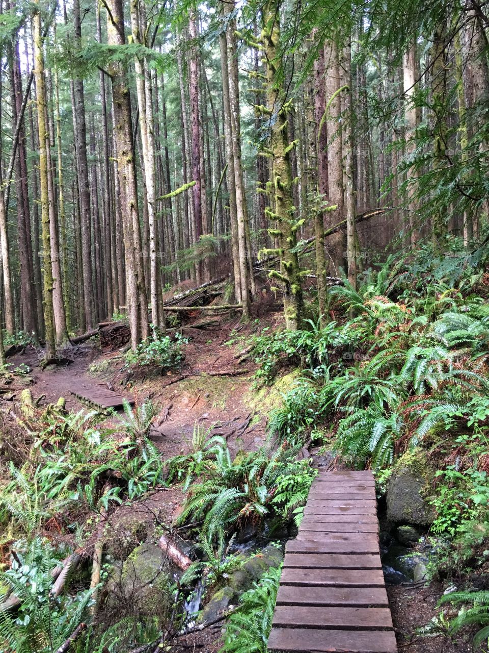 Footpath though forest