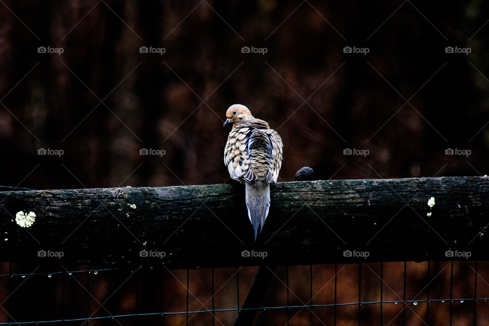 A bird sitting alone in rain