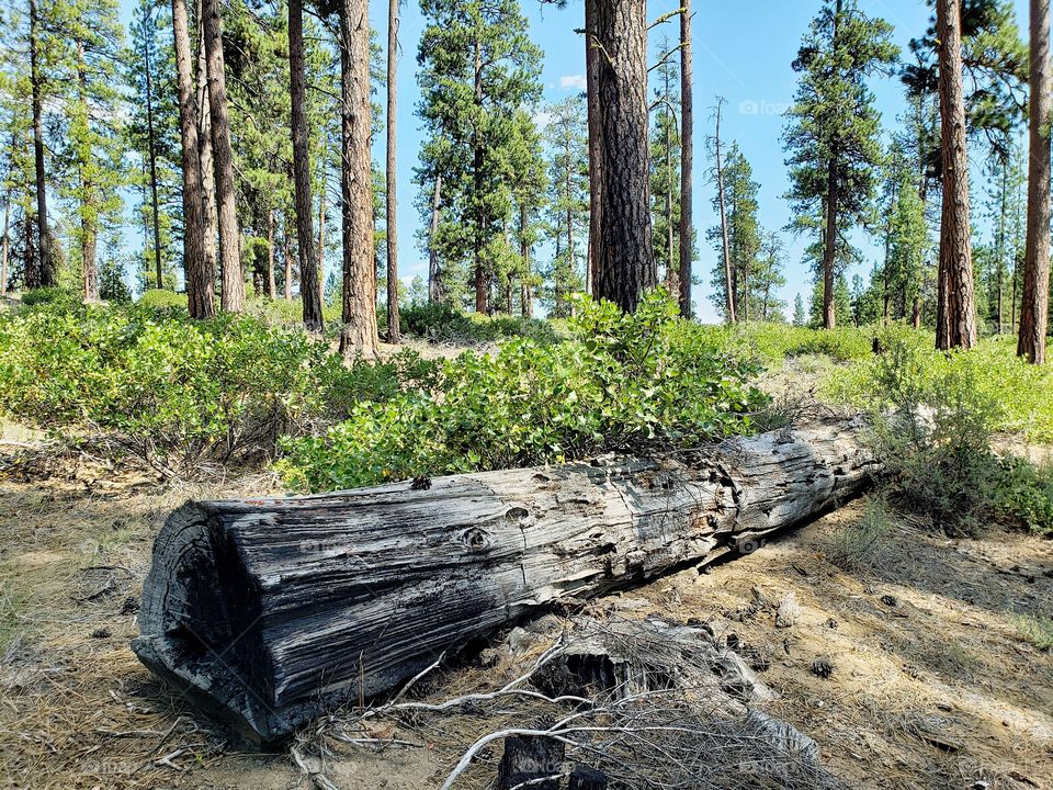 A burnt log among Incredible towering ponderosa pine trees above green manzanita bushes in the Deschutes National Forest in Central Oregon on beautiful sunny summer day. 
