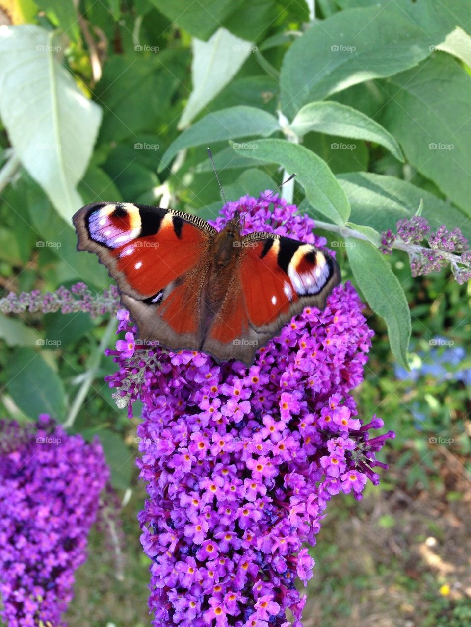 Beautiful Peacock Butterfly