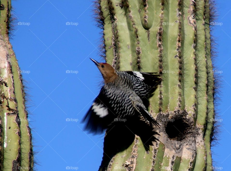 Woodpecker Leaving Nest in Cactus