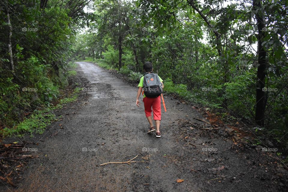 let's take a walk in the woods