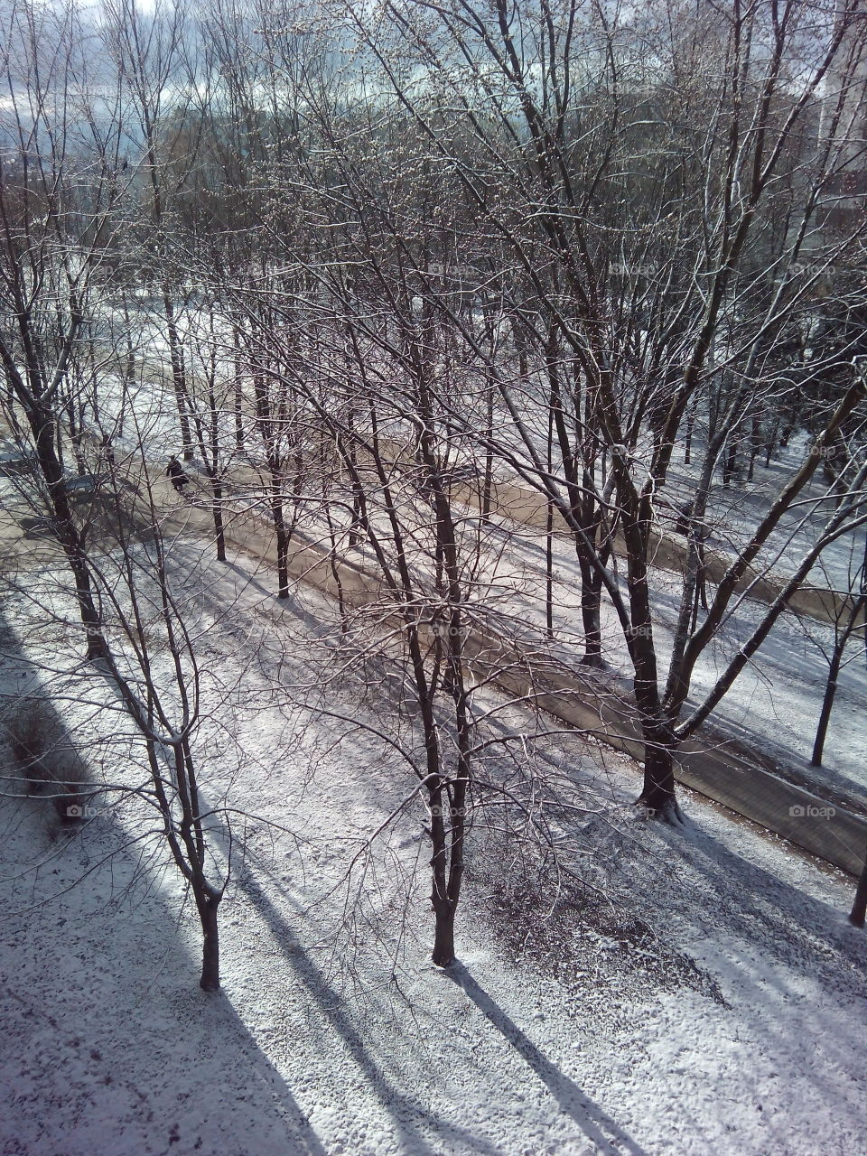 Winter, Snow, Cold, Weather, Tree