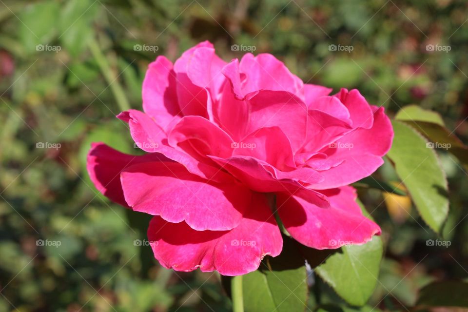 Beautiful roses in Sultan Palace garden in Istanbul. 