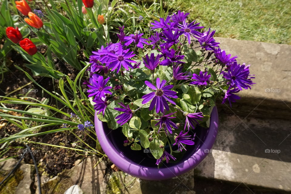 My favourite colour purple in a plant pot and matching flower 💜