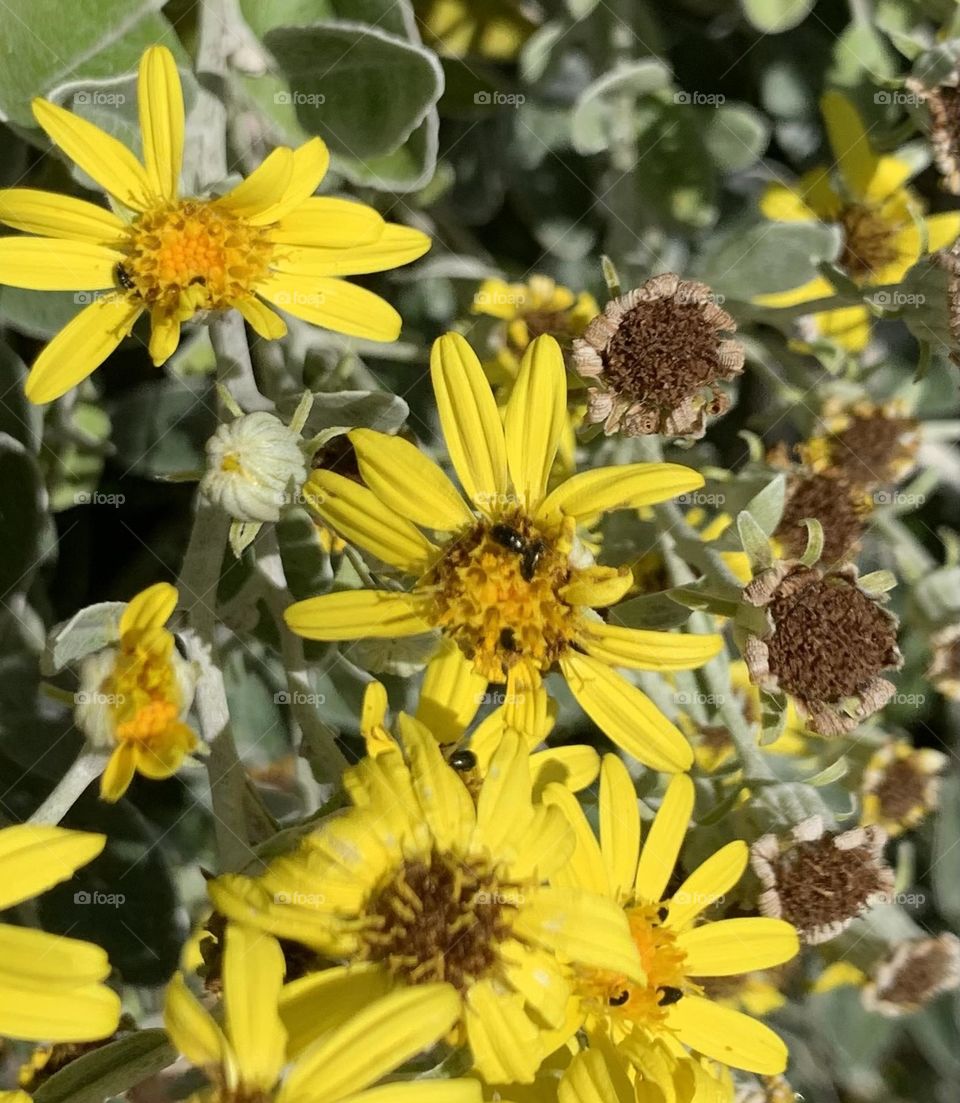 A Walk through Redburn Dene