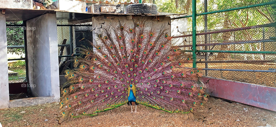 Peacock showing off