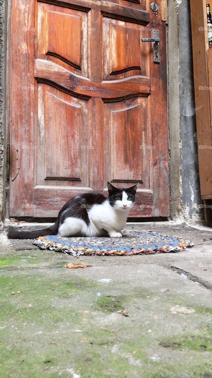 No Person, Door, Cat, Wood, Mammal