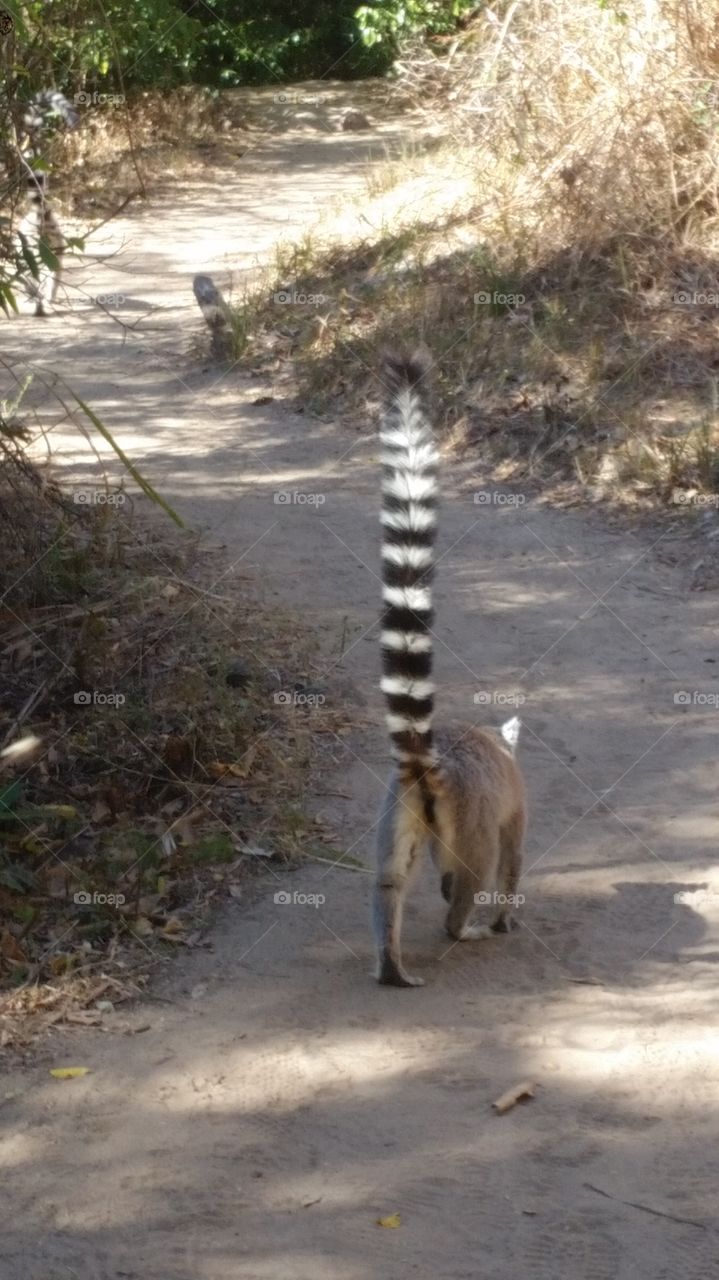 Ring-tailed lemur in Madagascar