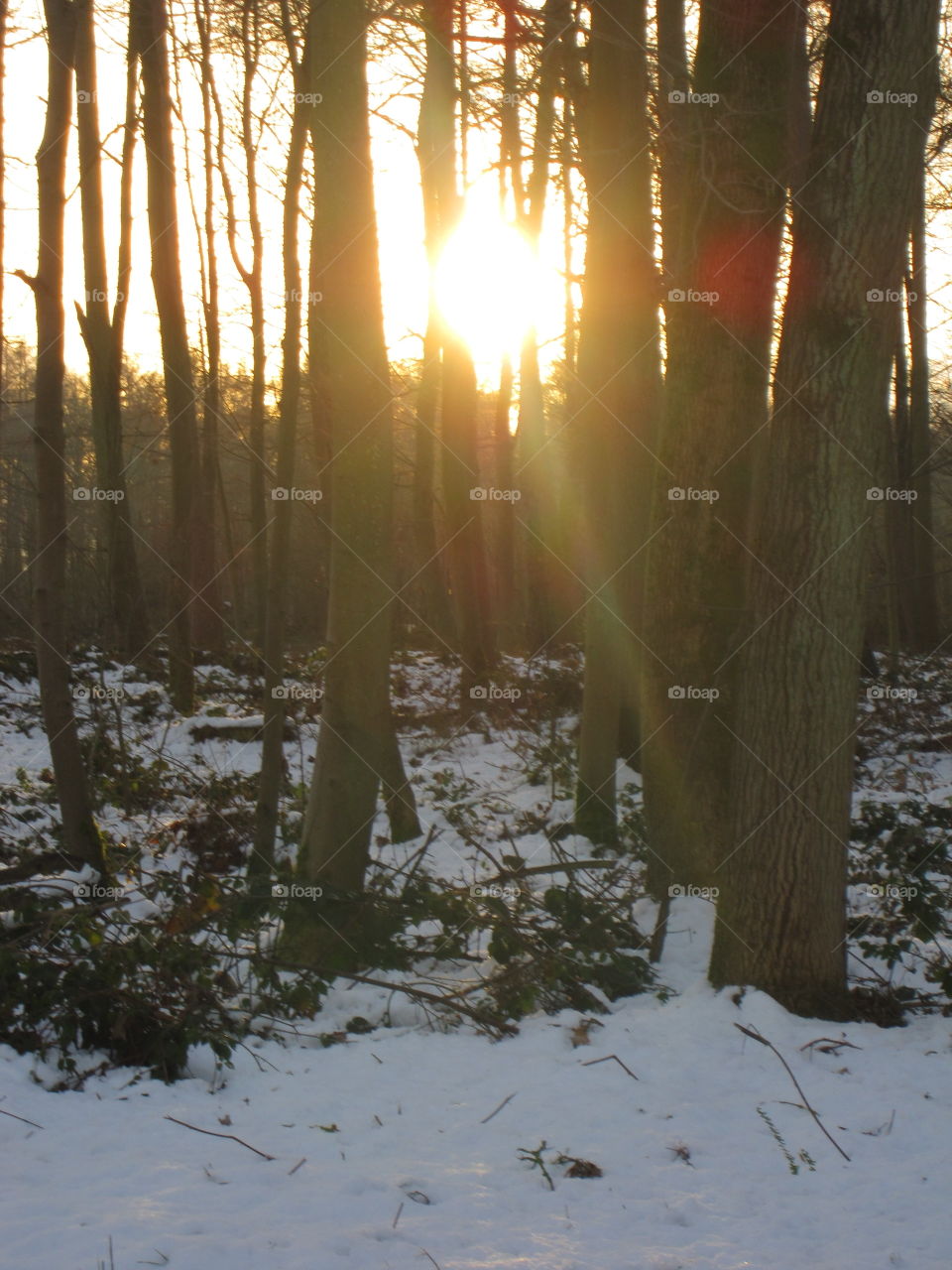 Winter, Wood, Snow, Dawn, Landscape