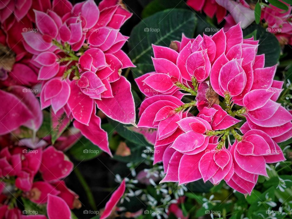 Pink flowers