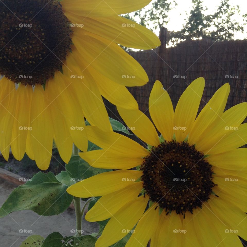 Sunflowers