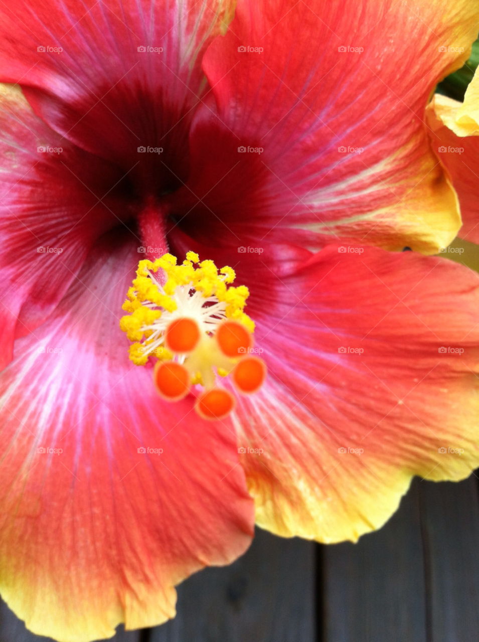 spring yellow flower red by jasonoleham