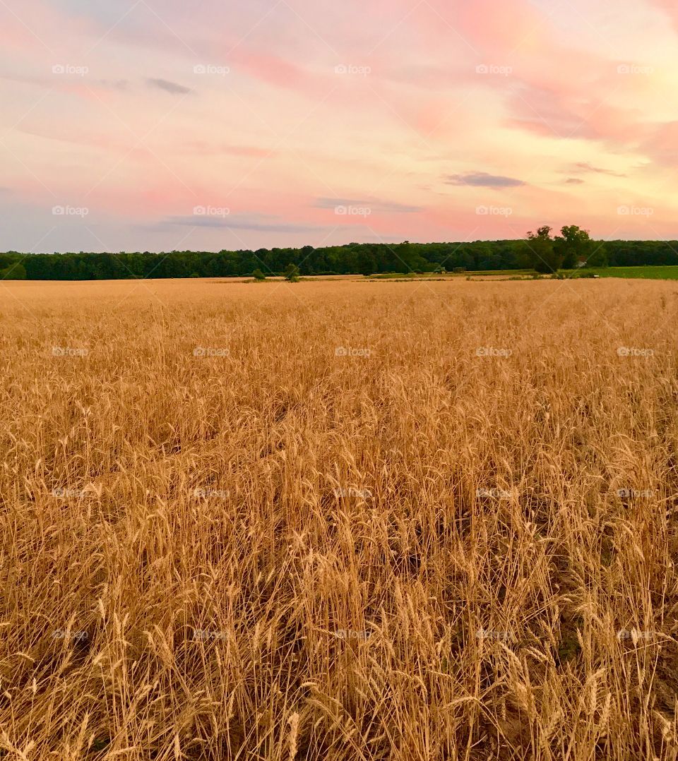 Golden Field at Sunset