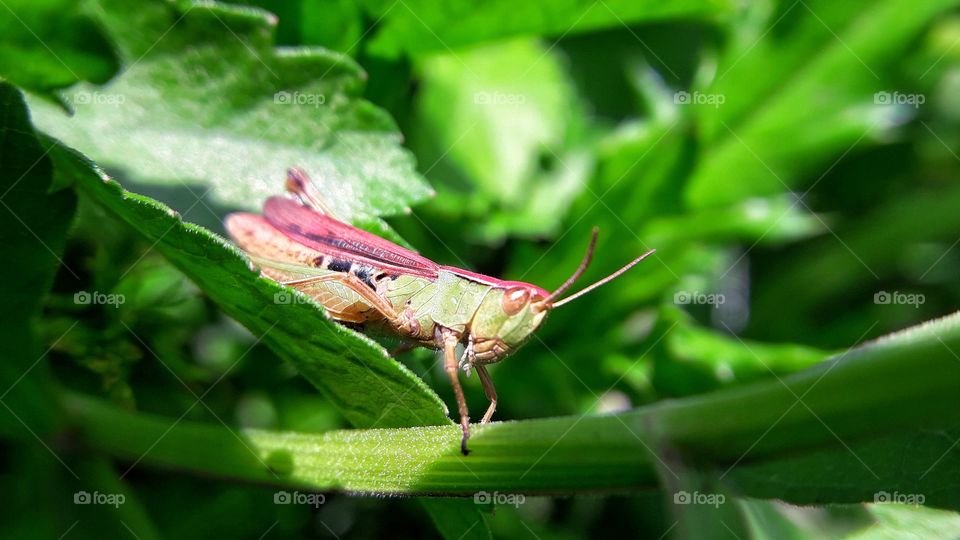 Grasshopper macro photo