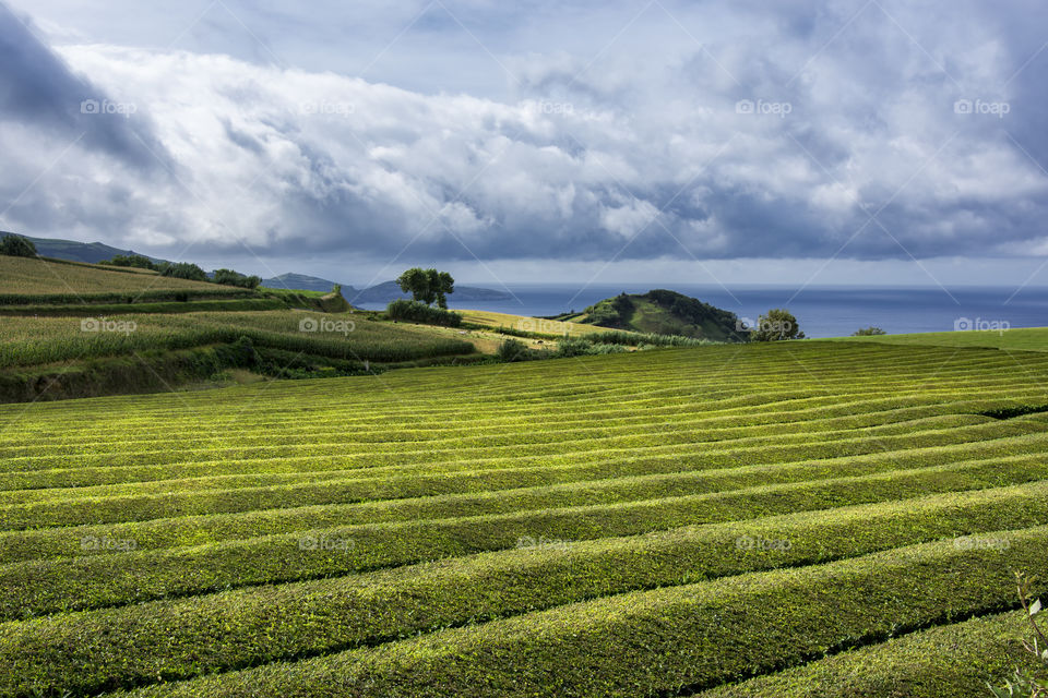 Hiking on the trail of tea plantation in Sao Miguel island, Azores, Portugal. Ocean view.