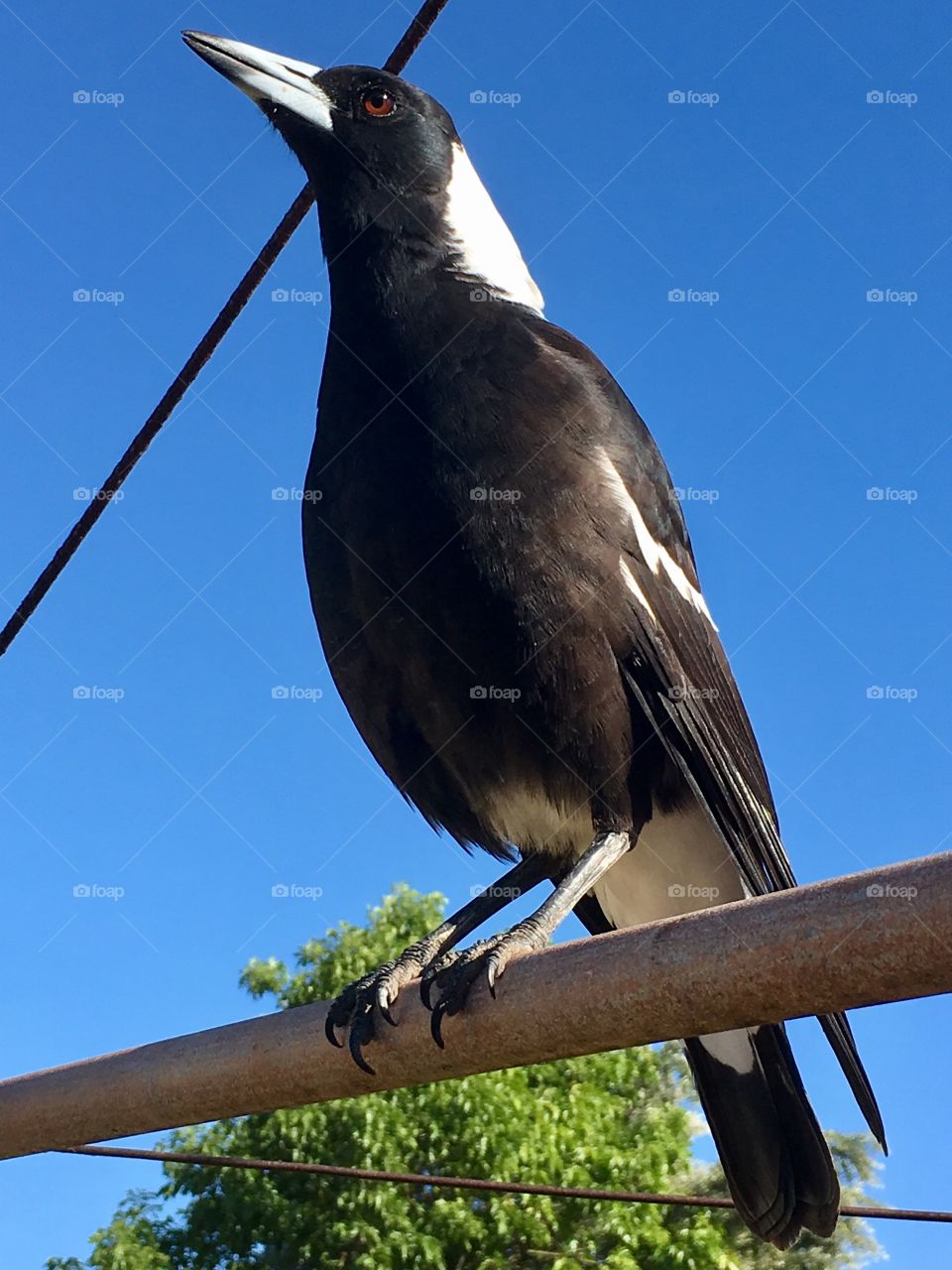 Large Australian magpie on wire warbling