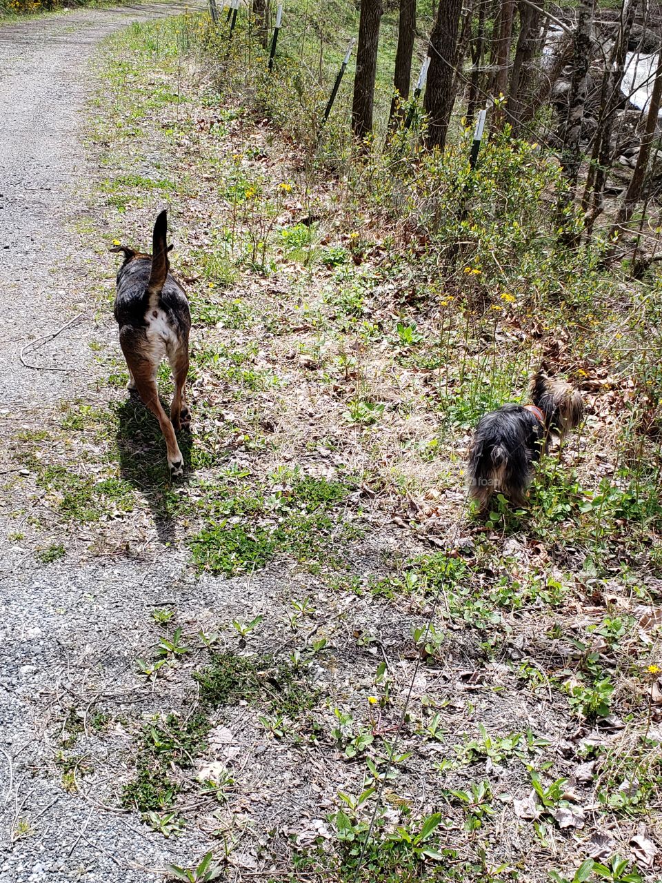 Taking a walk with my two buddies