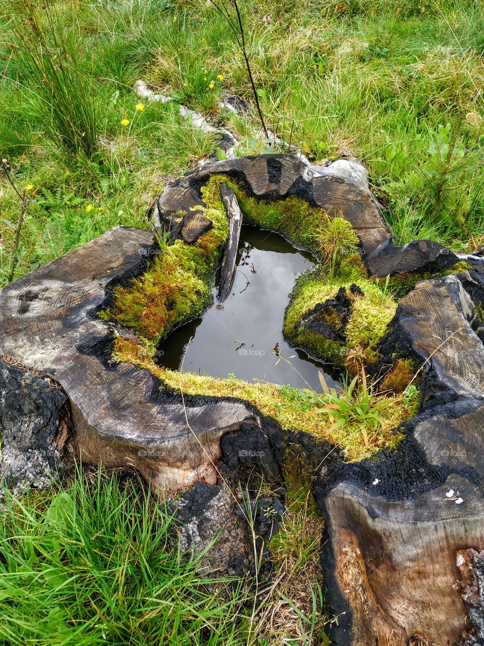 The stump with water inside