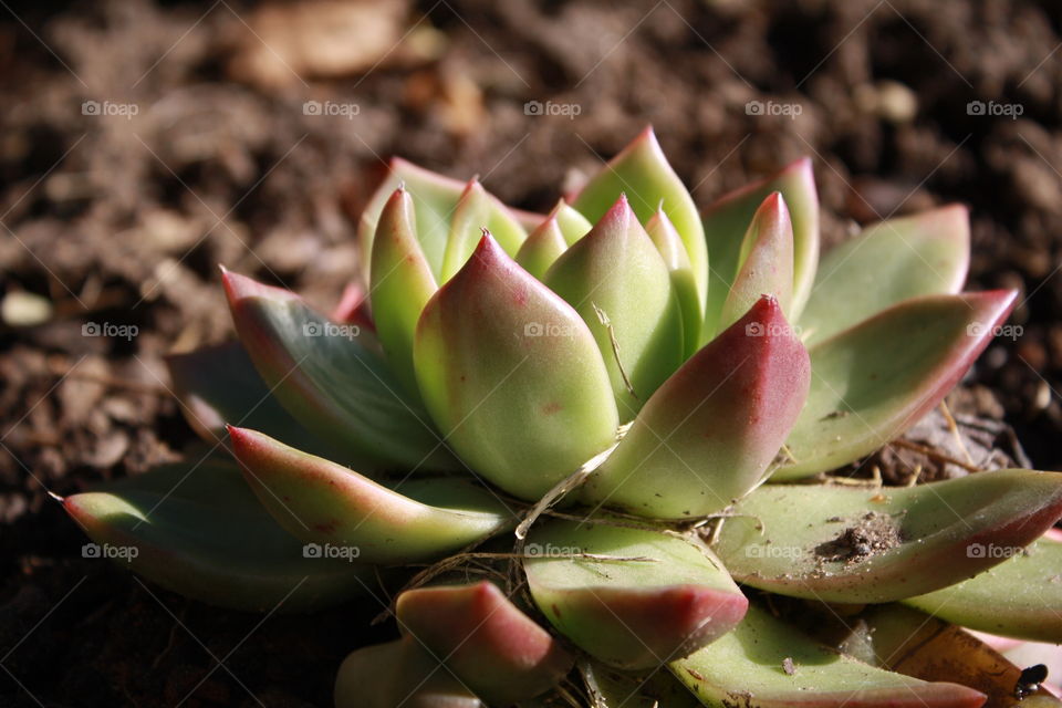 Succulent 