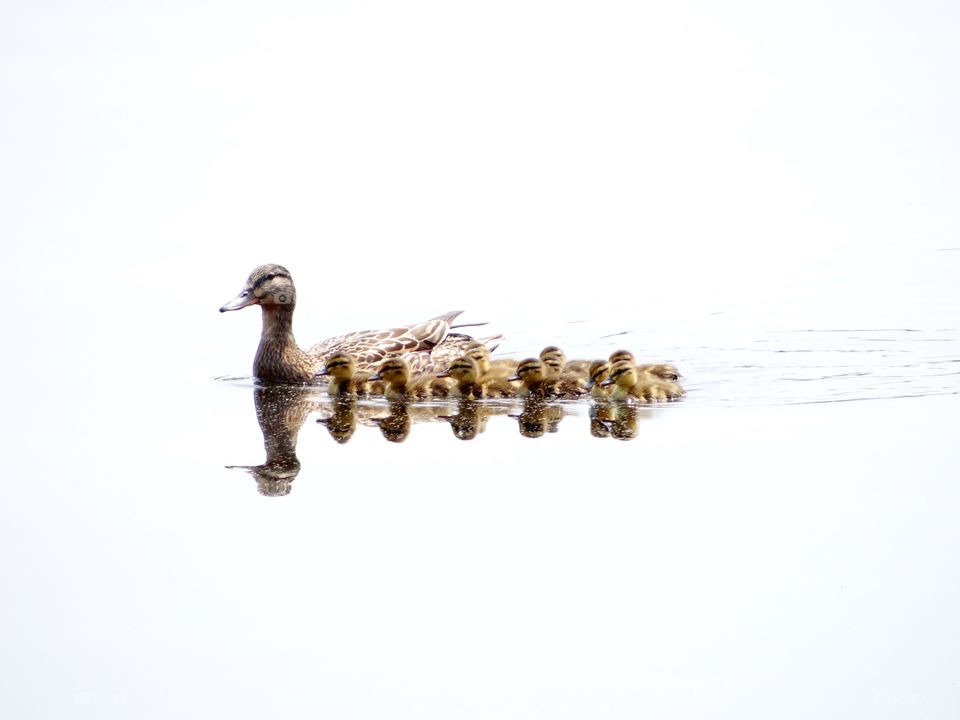 all my ducks in a row.
duckling season is in full swing at Lake Massebesic.