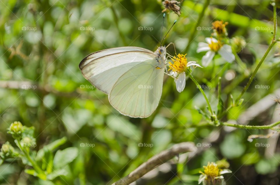 Butterfly On Spanish Needle