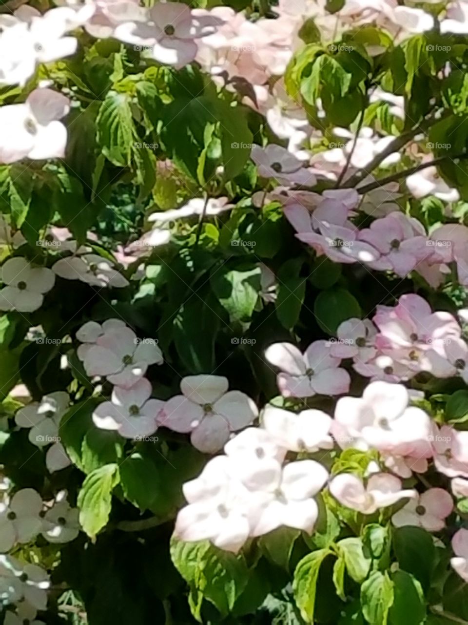 light & shadow on flowers