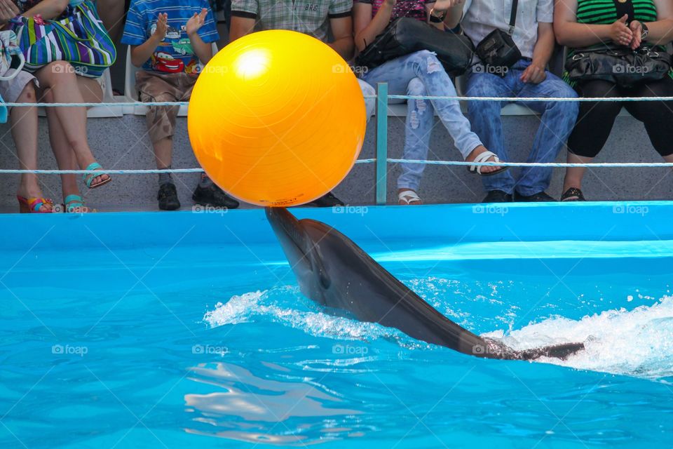 Dolphinarium