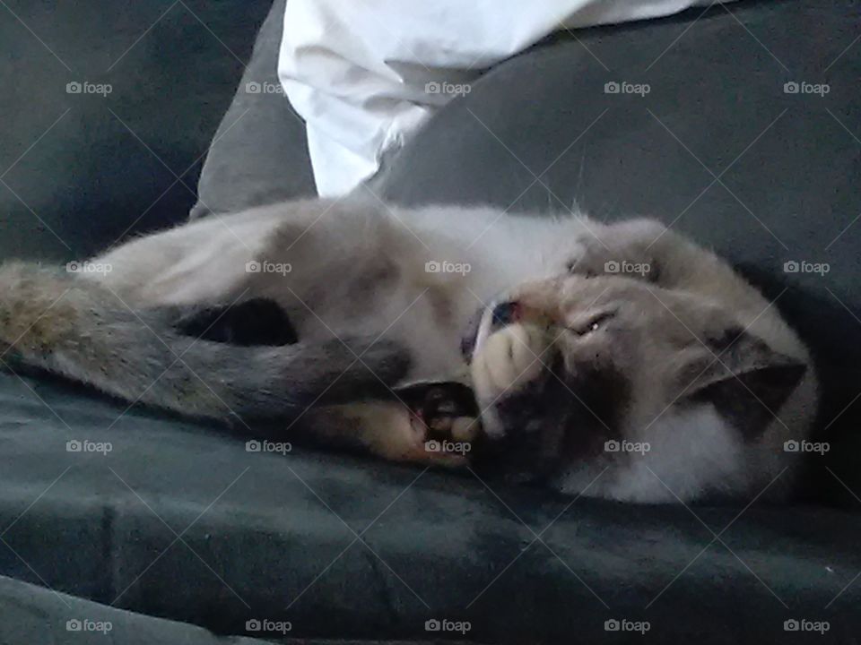 Cute cuddly sleepy Siamese Kitty