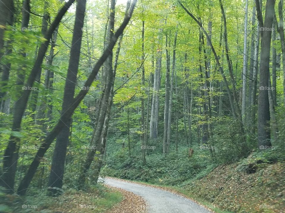 Wood, Leaf, Nature, Tree, Landscape
