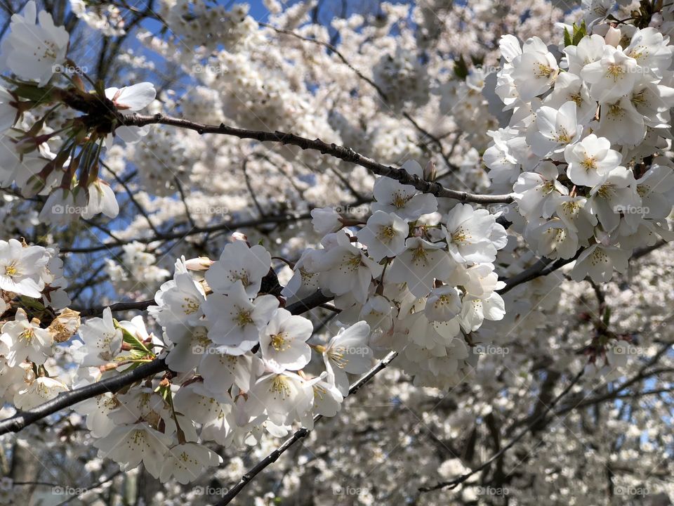 Flores blancas cielo azul 
