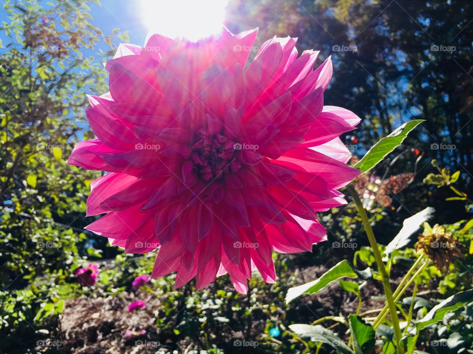 Big pink flower in the sunlight.