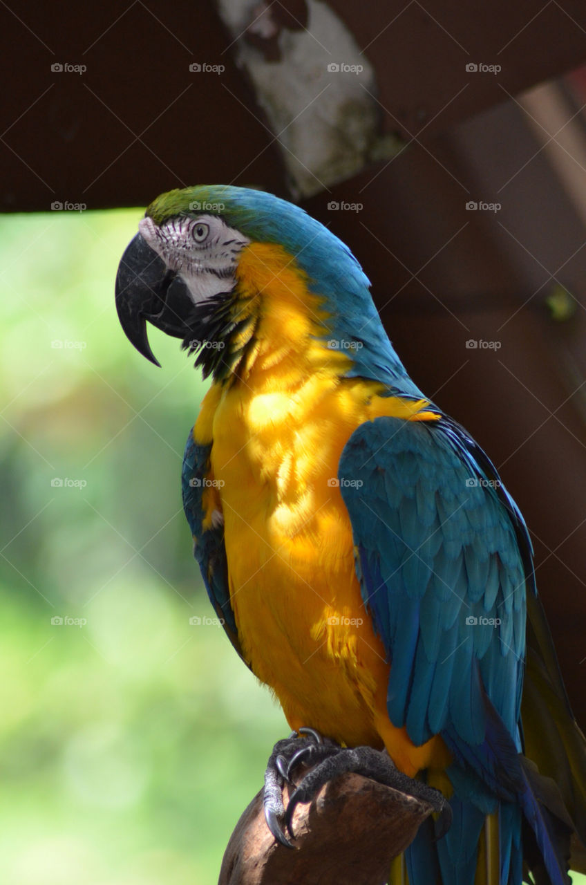 bird parrot tropical by CatherineGillam1984