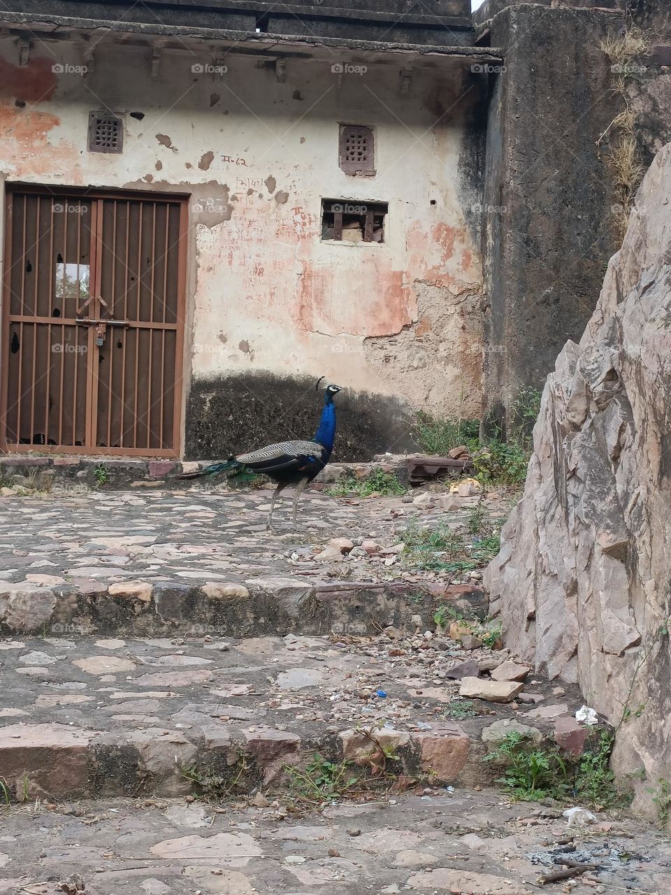 Indian national bird peacock