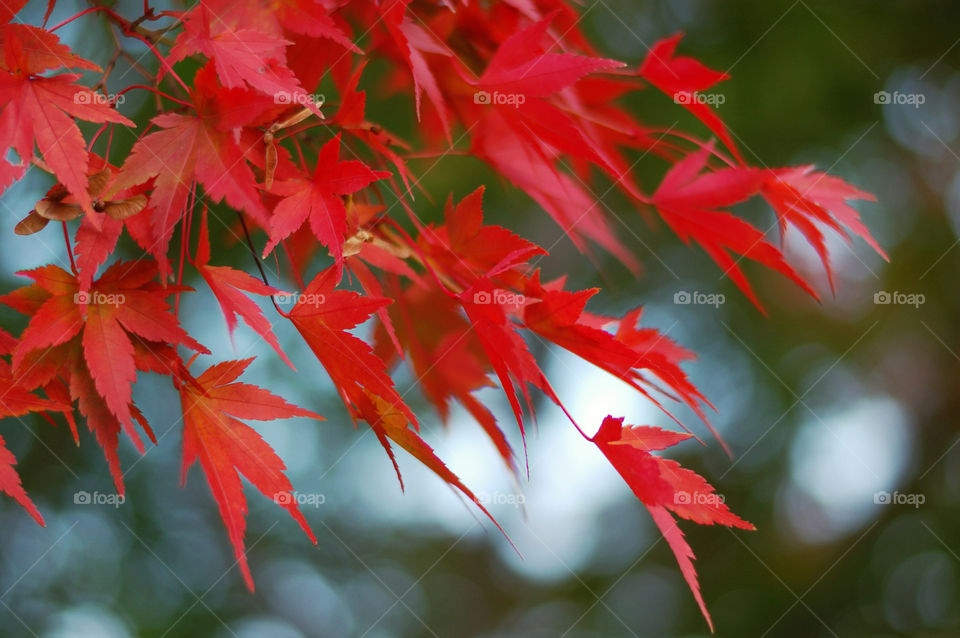 autumn trees