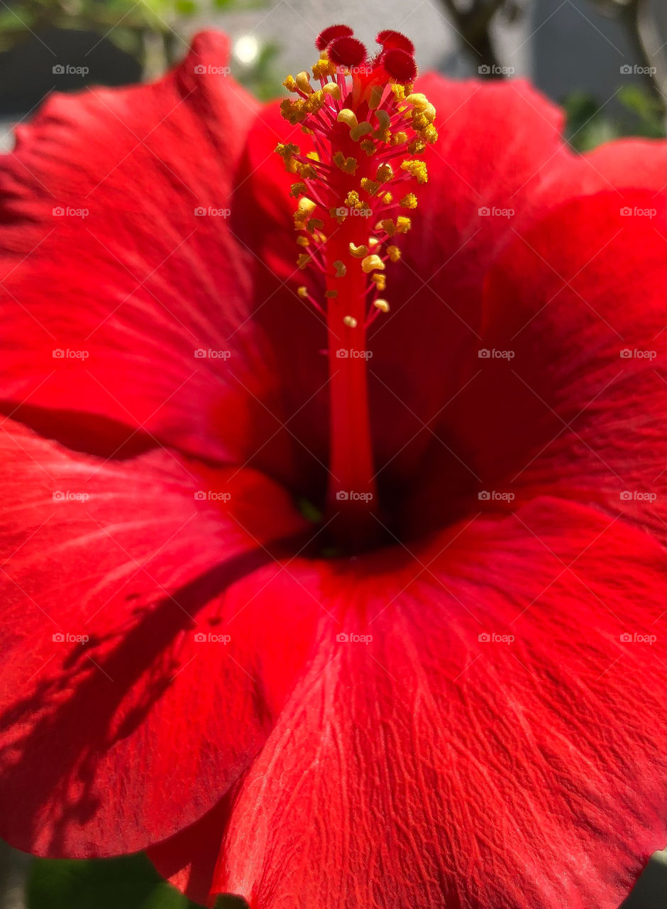Closeup of a Red Hibiscus 🌺