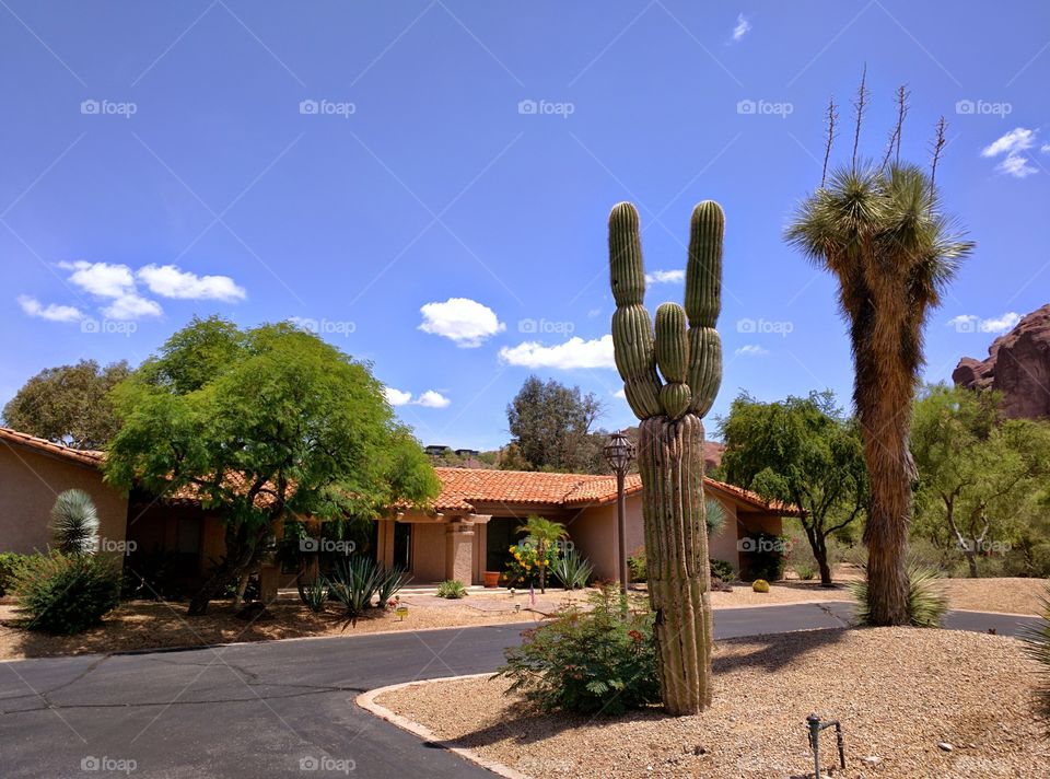 saguaro cactus camelback mountain Phoenix AZ Arcadia. neighborhood, village,at,camelback, mountain, Phoenix, Arizona, 85018, paradise  valley, Scottsdale, desert, living, south,west,southwest, Arcadia