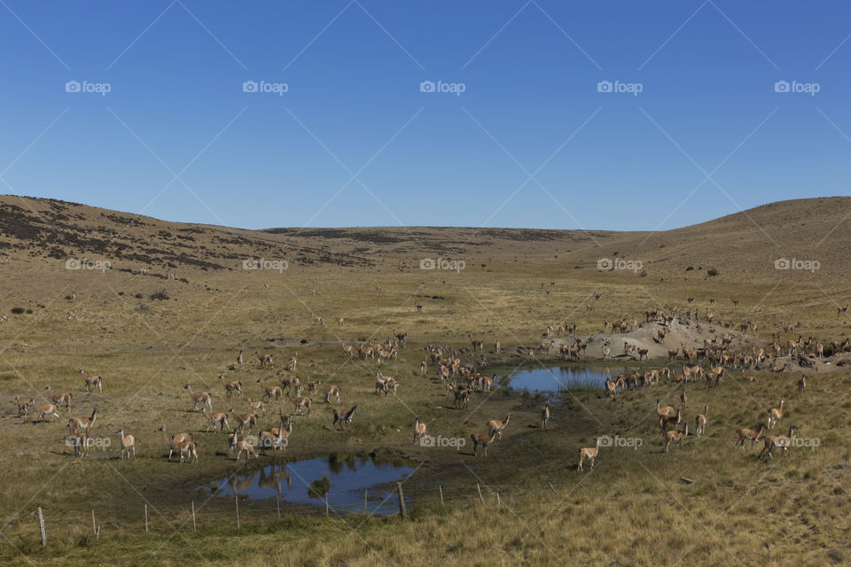 Guanacos in Patagonia.