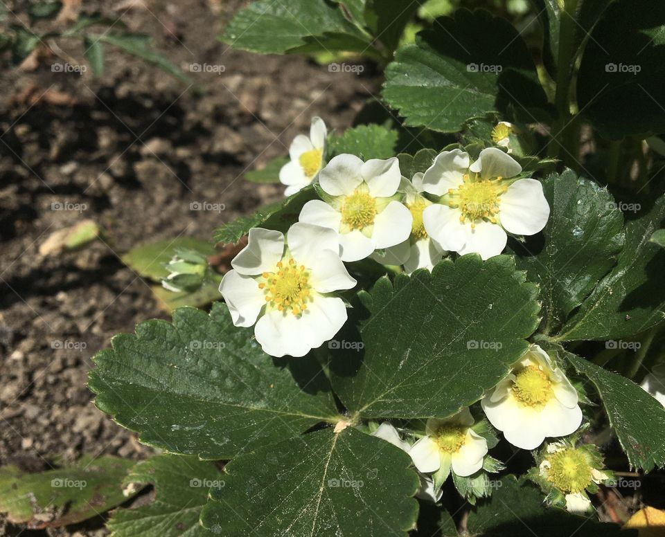 Strawberry flowers 