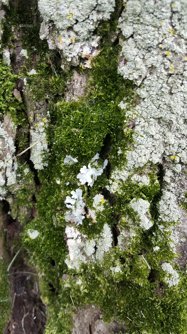 Moss growing at the base of an old tree