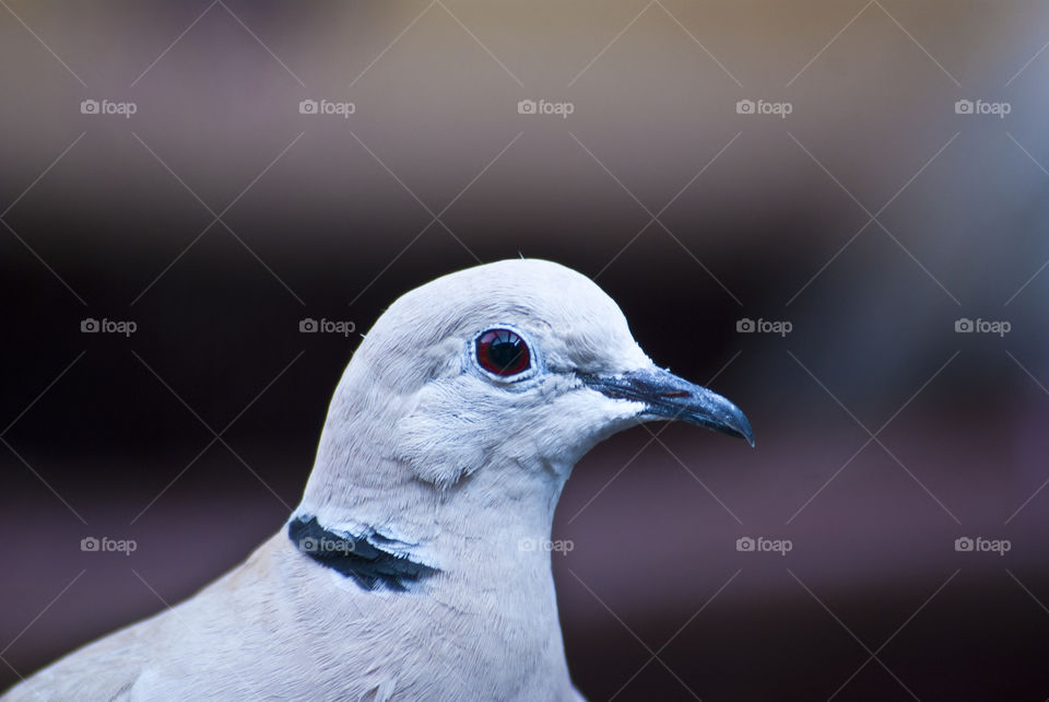 Portrait of a dove