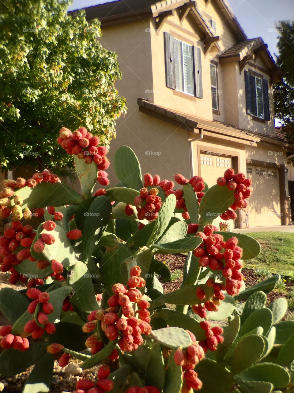 House and cactus 