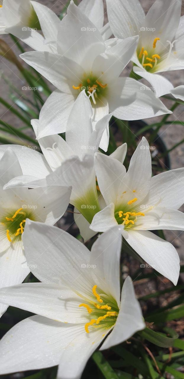 spring, white flowers beautiful colors, wallpaper, natural,bouquet