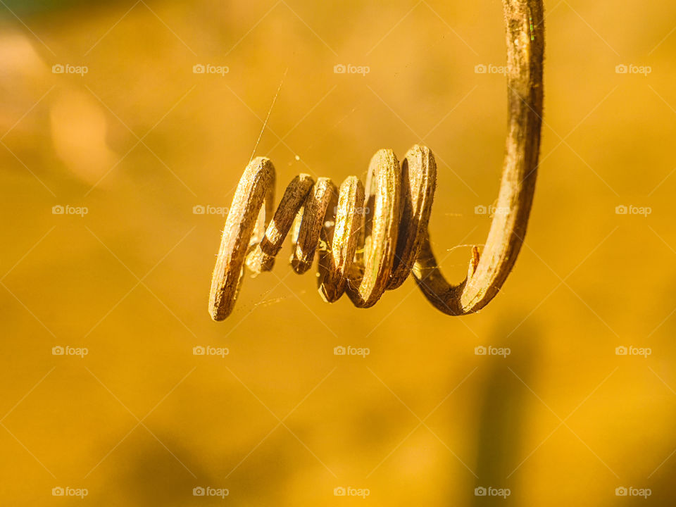 dry vine from plant creating a spiral