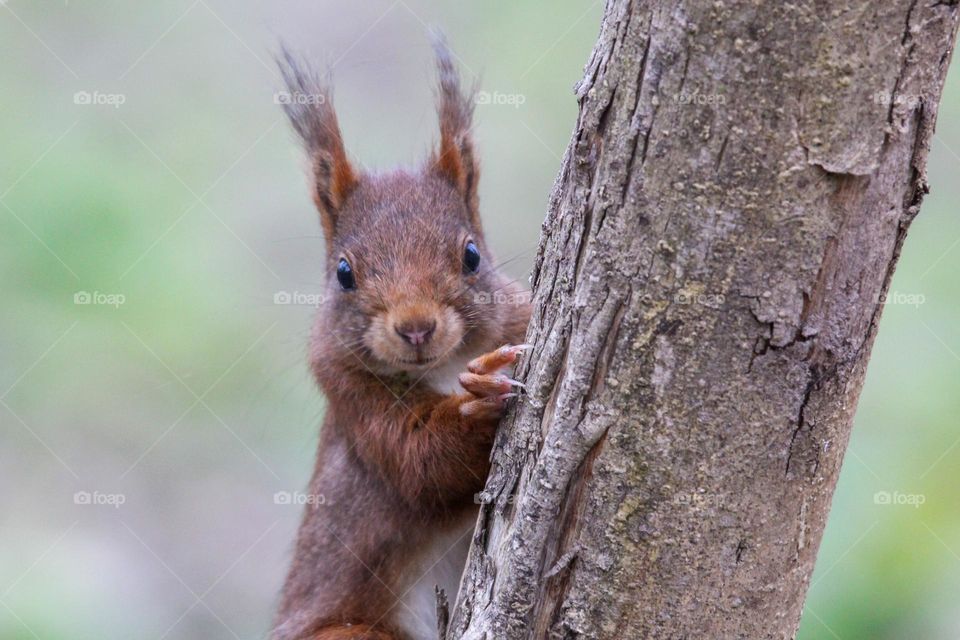 Red squirrel hiding behind a tree