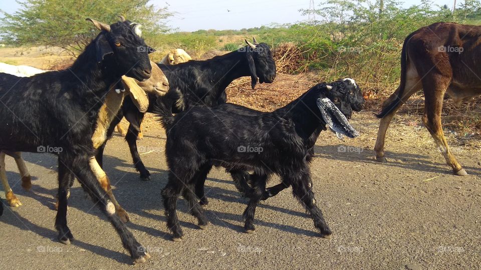 black goats at my village