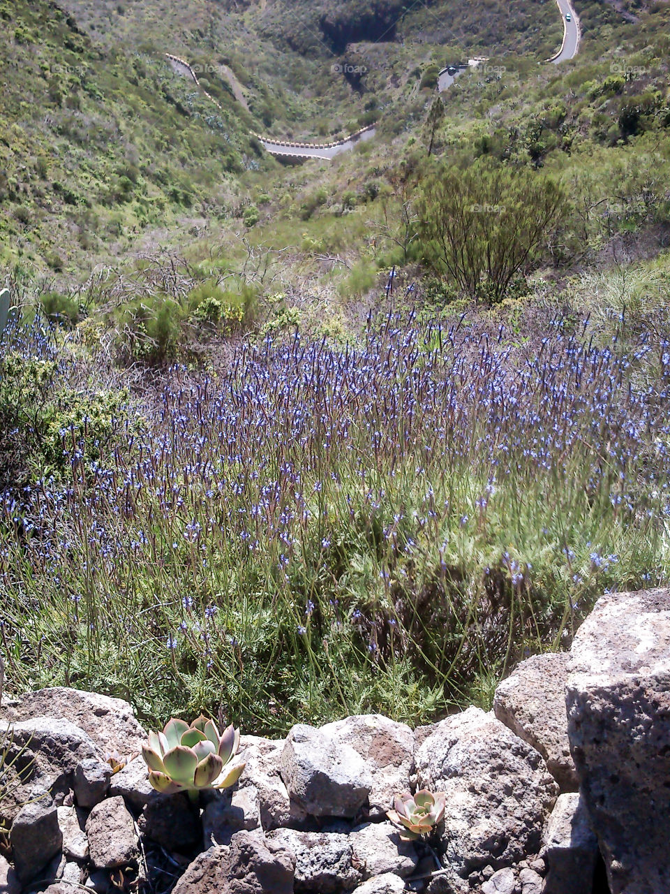 Teide wallflower