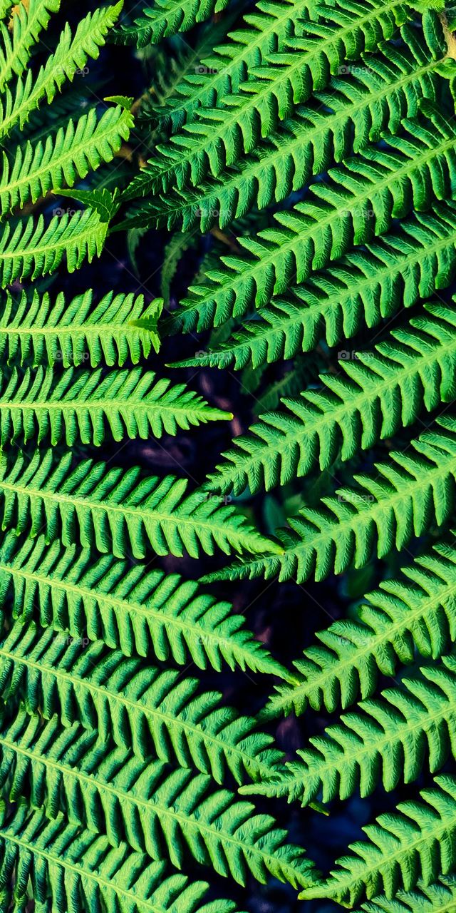 Tree fern Sphaeropteris cooperi, Cyathea cooperi, also known as lacy tree fern, scaly tree fern or Cooper's tree fern is native to Australia