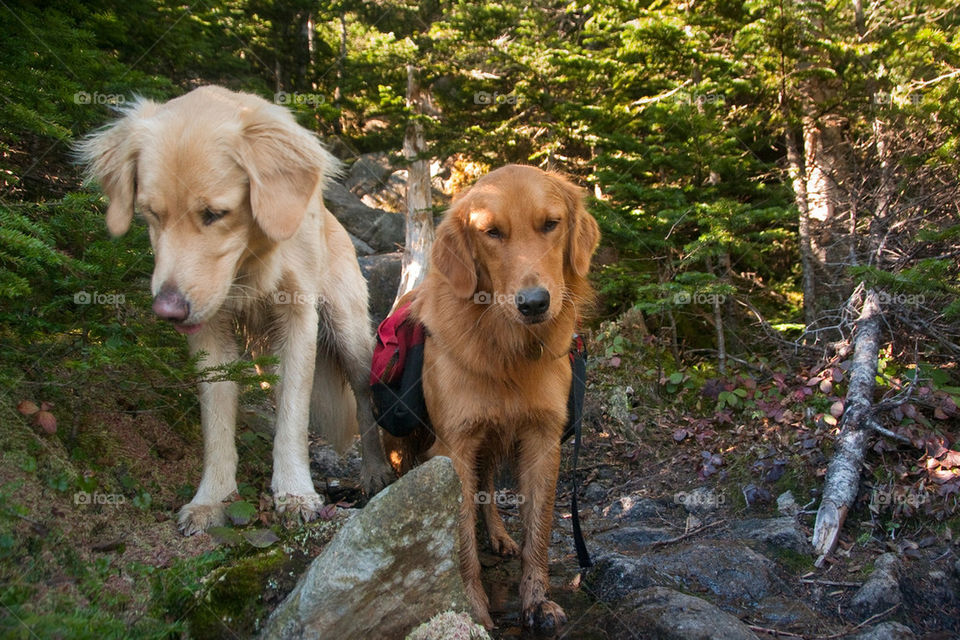 Two dogs sitting on the trail in the woods